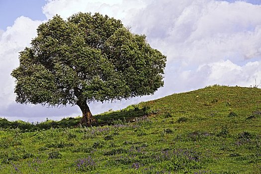 树,山坡,安达卢西亚,西班牙