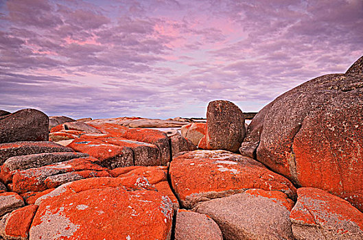 红色,苔藓,岩石上,火焰湾,保护区,塔斯马尼亚,澳大利亚