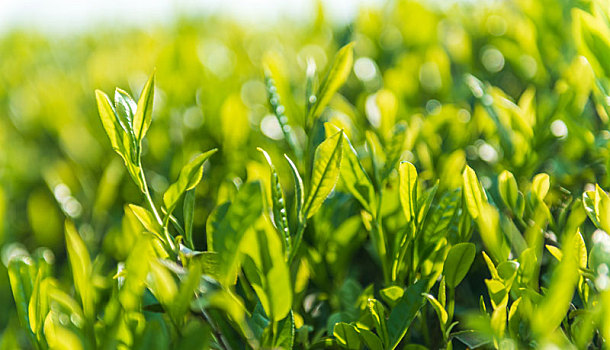 茶园里新鲜的茶芽和叶