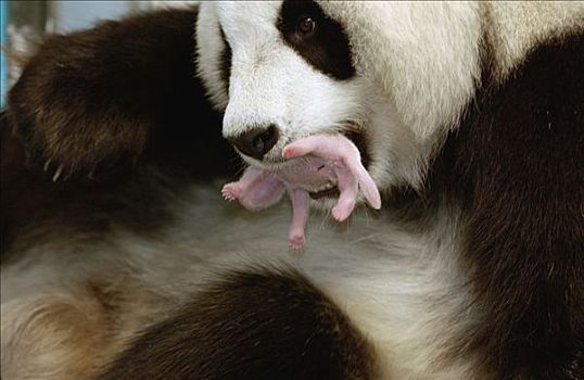 大熊猫,拿着,两个,白天,老,幼兽,嘴,中国,研究中心,卧龙自然保护区
