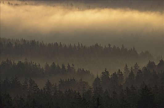 晨雾,上方,针叶林,哈尔茨山,国家公园,德国