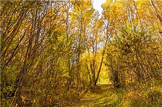 树林,小路,秋天