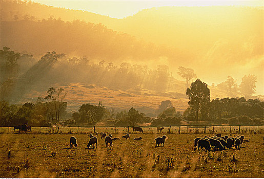 羊羔,草场,日出,布莱顿,塔斯马尼亚,澳大利亚