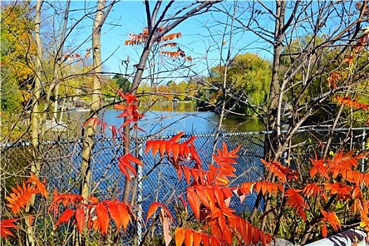 小,湖,红色,叶子,前景