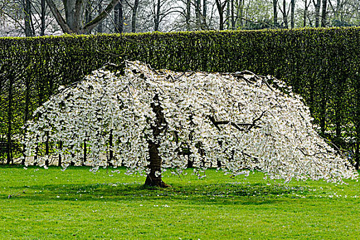 花,树,春天,阿姆斯特丹,南方,荷兰