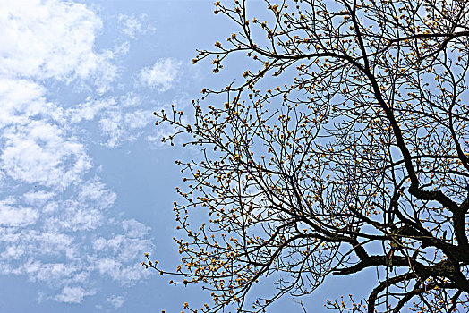 春天开黄花的树