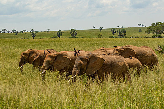 大象,非洲象,高草,秋天,国家公园,乌干达