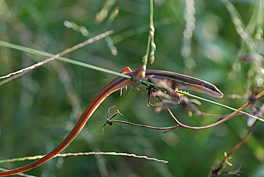 台湾草蜥的长尾巴