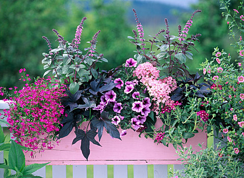 粉色,木盒,山梗莱属植物,紫色