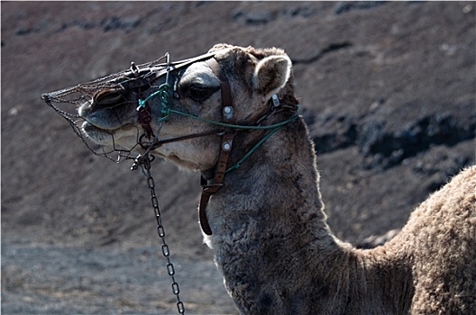 单峰骆驼,兰索罗特岛