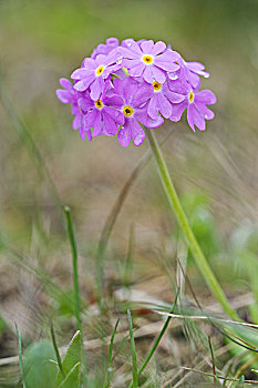 开紫色花的植物细长图片