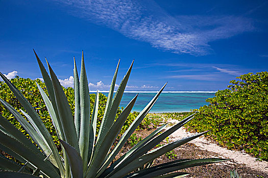 风景,印度洋,热带植物,留尼汪岛