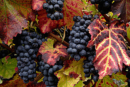 葡萄,成熟,丰收,冰酒,秋天,葡萄园,靠近,莱茵兰普法尔茨州,德国,欧洲