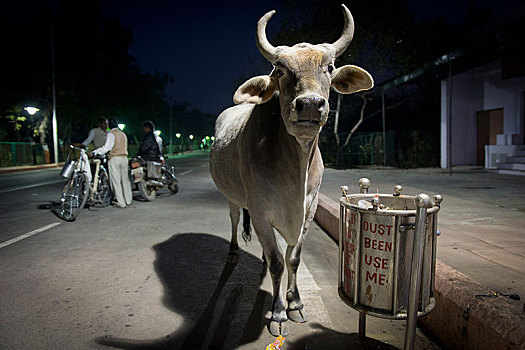 母牛,站立,正面,垃圾桶,错误,铭刻,灰尘,使用,阿格拉,北方邦,印度,亚洲