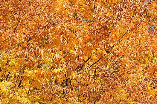 秋天,秋季,树林