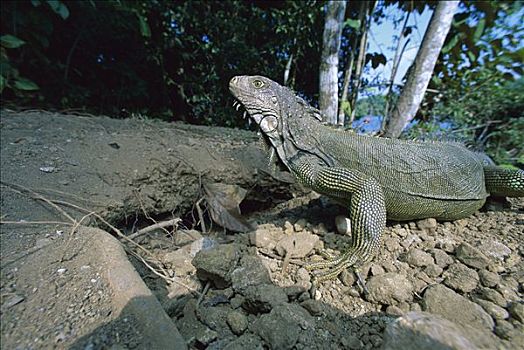 绿鬣蜥,海滩,科罗拉多岛,巴拿马