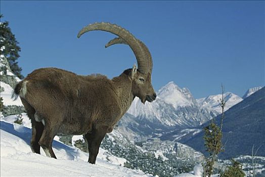 阿尔卑斯野山羊,羱羊,成年,雄性,站立,雪山,阿尔卑斯山,法国