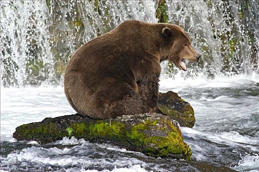 棕熊,坐,石头,溪流,瀑布,等待,三文鱼,布鲁克斯河,国家公园,阿拉斯加,美国