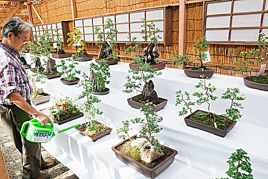 日本,本州,东京,神祠,盆景,展示