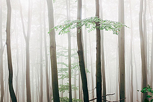 大树,树林,雾状,天气