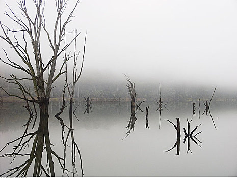 枯木,湖,维多利亚,澳大利亚