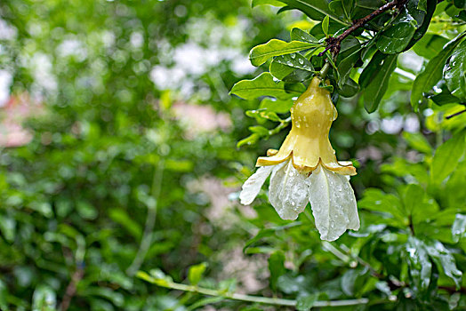 石榴花