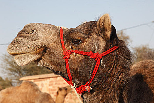 印度,拉贾斯坦邦,骆驼