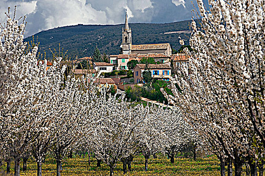 法国,普罗旺斯,沃克吕兹省,樱桃树,开花