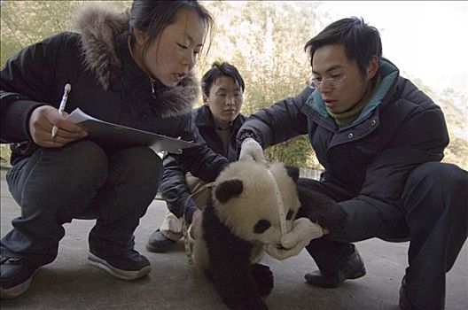 大熊猫,研究人员,测量,幼兽,卧龙自然保护区,中国