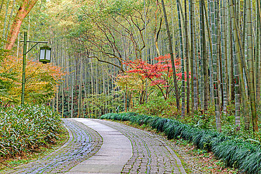 杭州云栖竹径秋景