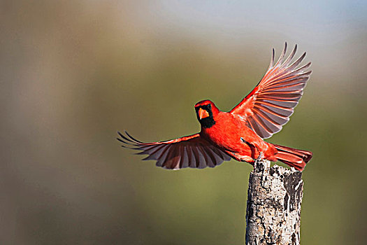 主红雀,雄性,起飞,沿岸,弯曲,德克萨斯,美国