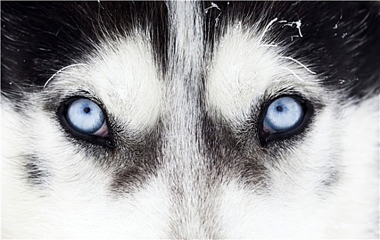 特写,哈士奇犬,蓝眼睛