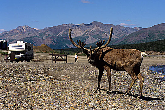 美国,阿拉斯加,德纳里峰国家公园,河,休息区,北美驯鹿