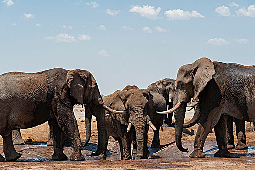 牧群,非洲象,萨维提,乔贝国家公园,博茨瓦纳,非洲