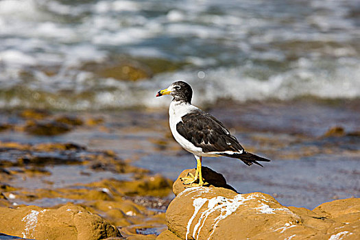 海鸥,幼小,站立,石头,帕拉加斯,国家公园,秘鲁