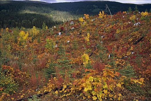 新,植被,树桩,老,针叶林,不列颠哥伦比亚省,加拿大
