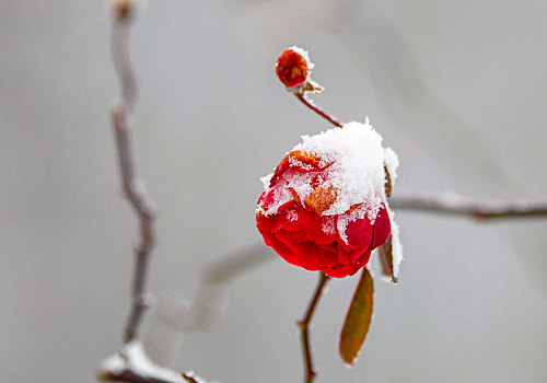 重庆酉阳,雪中月季花