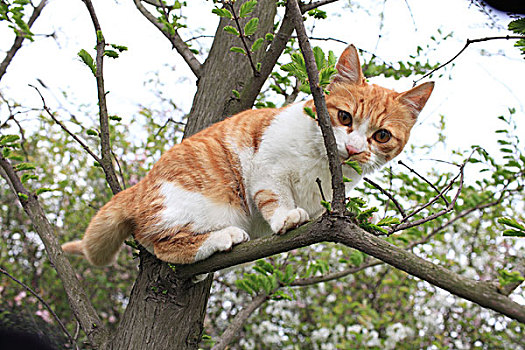 動物