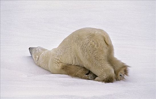 北极熊,滑动,冰,丘吉尔市,曼尼托巴,加拿大