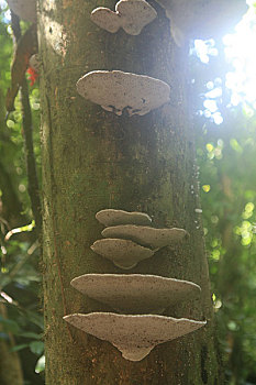 马来西亚沙捞越州沙捞越,穆鲁山国家公园热带雨林树树上生长的菌类