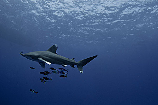 远洋白鰭鯊,长鳍真鲨,水下,红海,埃及