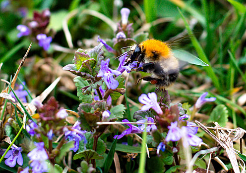 大黄蜂,收获,花粉,蓝色,花,春天,白天