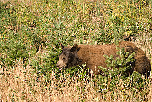 熊,站立,高草,瓦特顿湖国家公园,艾伯塔省,加拿大