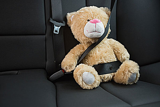 泰迪熊,安全带