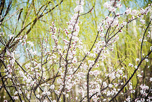 春季盛开的杏花花朵特写
