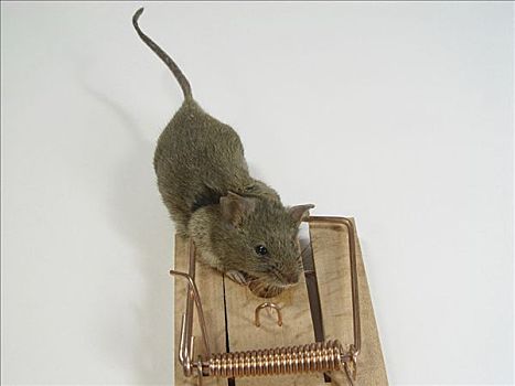 老鼠,老鼠夹