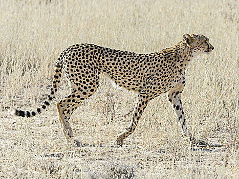 雌性,印度豹,猎豹,卡拉哈迪,国家公园,北角,南非,非洲