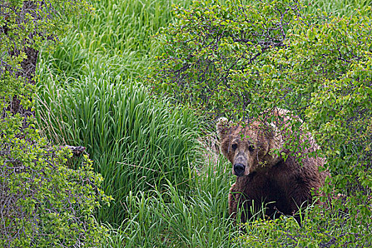 大灰熊,棕熊,偷窥,枝条,秋天,阿拉斯加