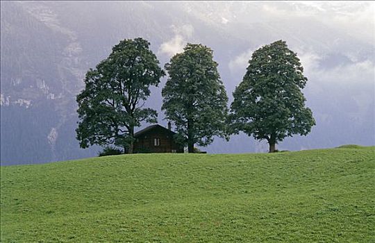 房子,大,树,格林德威尔,瑞士