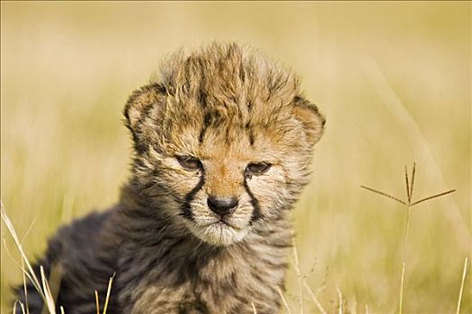 小猎豹,猎豹,纳米比亚,非洲